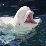beluga white whale