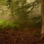 magical_forest