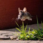 v2-mouse