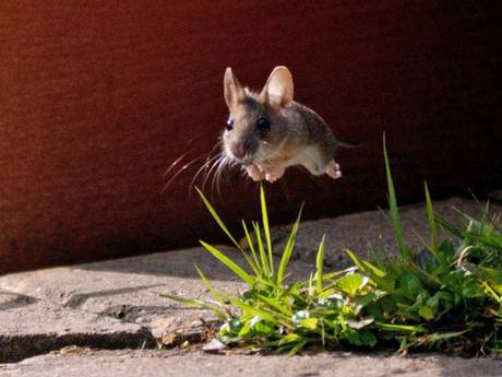 Flying Mouse