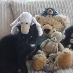teddies and cat