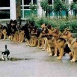 Many Dogs with One cat