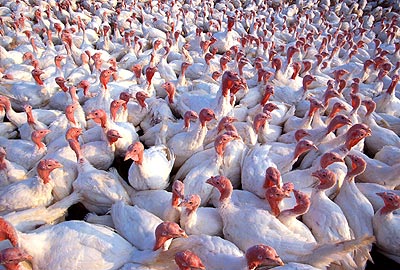 Avian Flu Update