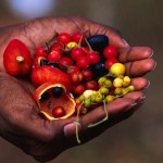 Bush Tucker