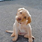 Cute Puppy