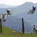 Dogs Jumping