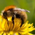 Flickr-bee-wwarby