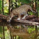 Leopard Drinking