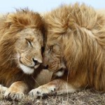 Lions_Love