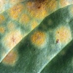RUST