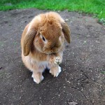 bunny-praying