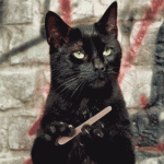 cat