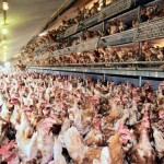 chicken-47642845903