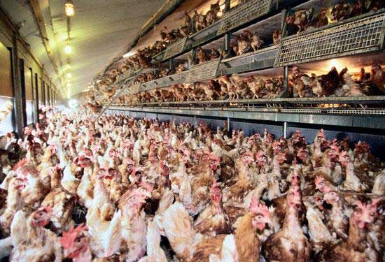 Chicken Meat Contains Arsenic say FDA