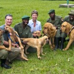 Bloodhound Puppies’ First Week in Congo.