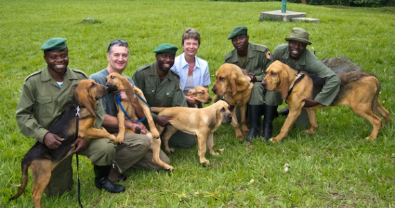 Dogs Help Rangers Catch Elephant Poachers