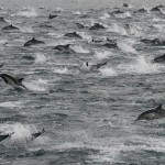 dolphinsinsd