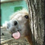 Stuart_Wilde_horse_burger