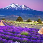 mountain-lavender-field