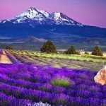 mountain-lavender-field
