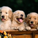 small_golden-retriever