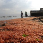 People walk past thousand of shrimps washed up on the “Caleta Rojas” at Coronel town
