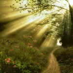Fantasy_Forest_Stock_II_by_Spazz90