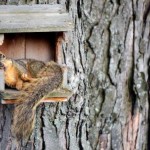 Tired-Squirel