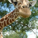 Visitors-get-up-close-and-personal-with-the-giraffes-at-Global-Wildlife-Center.-Photo-by-Allie-Humphrey1