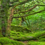 forest-ireland-1024×327