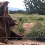 waving-bear
