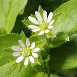 Chick Weed (Stellaria media)