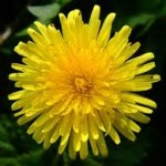 Dandelion (Taraxacum officinale)