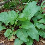 Dock (Rumex crispa)