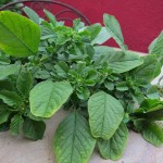 Edible-pigweed