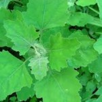 Lambs Quarters