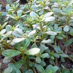 Portulaca_oleracea