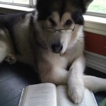 SW_dog-1