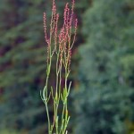 Sheep Sorrel (Rumex acetosella)