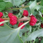 Strawberry Blight – (Chenopodium capitatum)