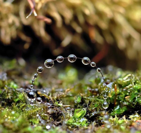 Dew Drops