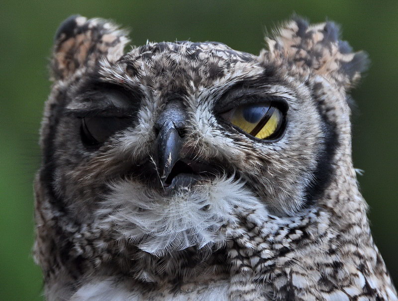 Human Owl Eyes