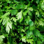 parsley