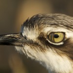 tim-laman-close-up-bush-stone-curlew-nictitating-membrane-over-eye_i-G-38-3869-2B9JF00Z